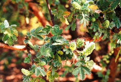 Leucosidea sericea leaves: Photographed by Johannes Vogel Leucosidea sericea leaves: Photographed by Johannes Vogel
